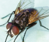 Common house fly